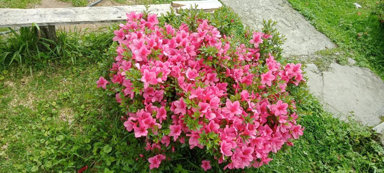 Greenery Homestay Darjeeling (West Bengal) Quarto foto